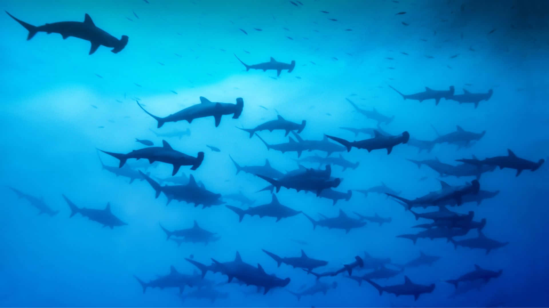 Caption: The Majestic Black Shark in Deep Sea Exploration Wallpaper