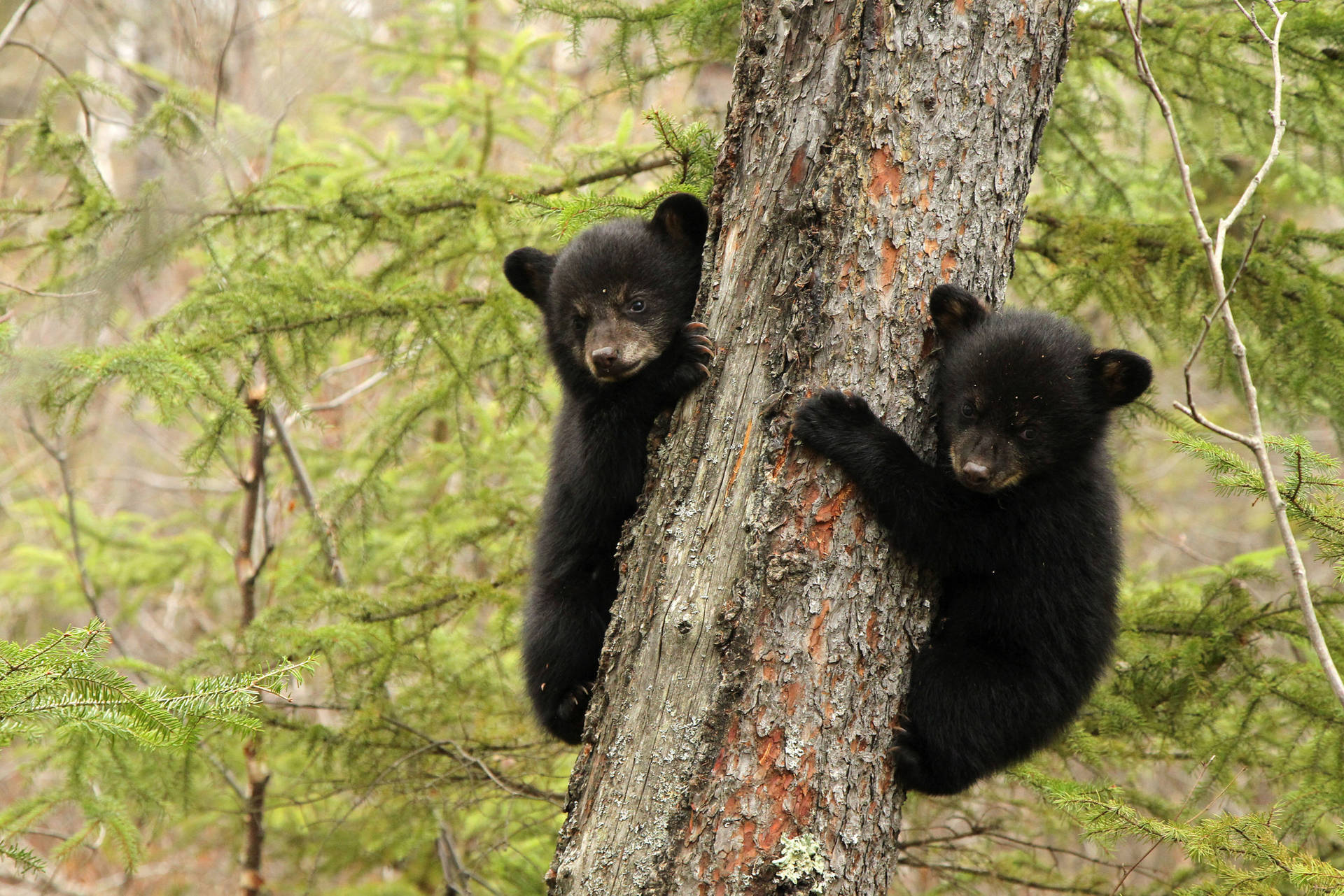 Black Bear Clinging To Tree Wallpaper
