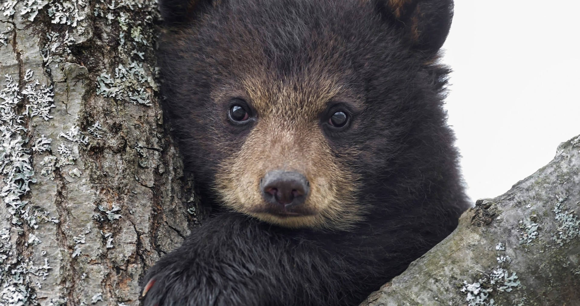 Black Bear Close-up Shot Wallpaper