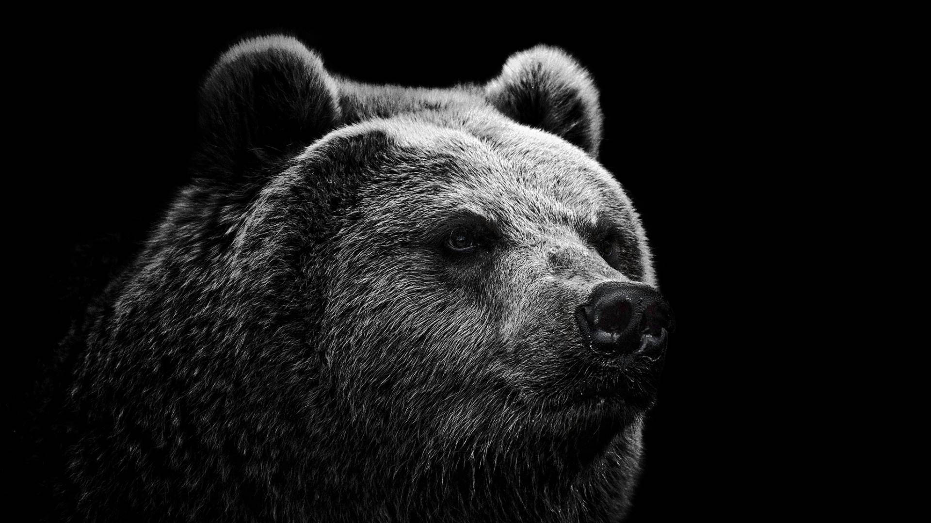Black Bear Dark Portrait Wallpaper