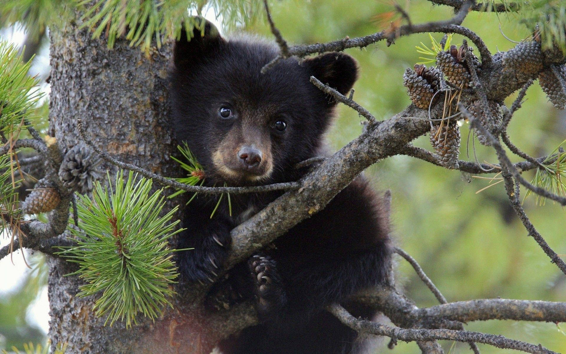 Black Bear Hiding Behind Branches Wallpaper