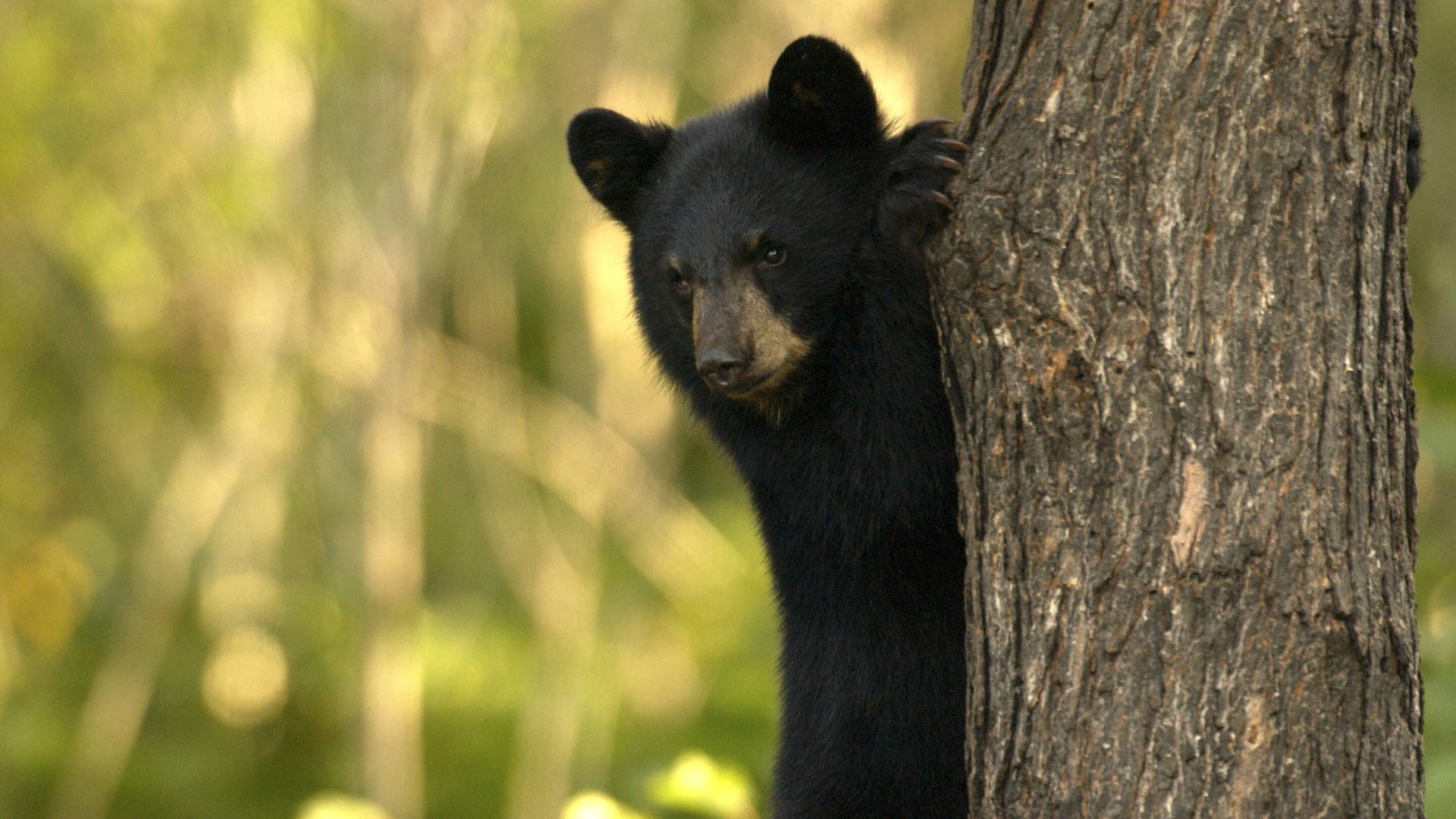 Black Bear Hiding Behind Tree Wallpaper