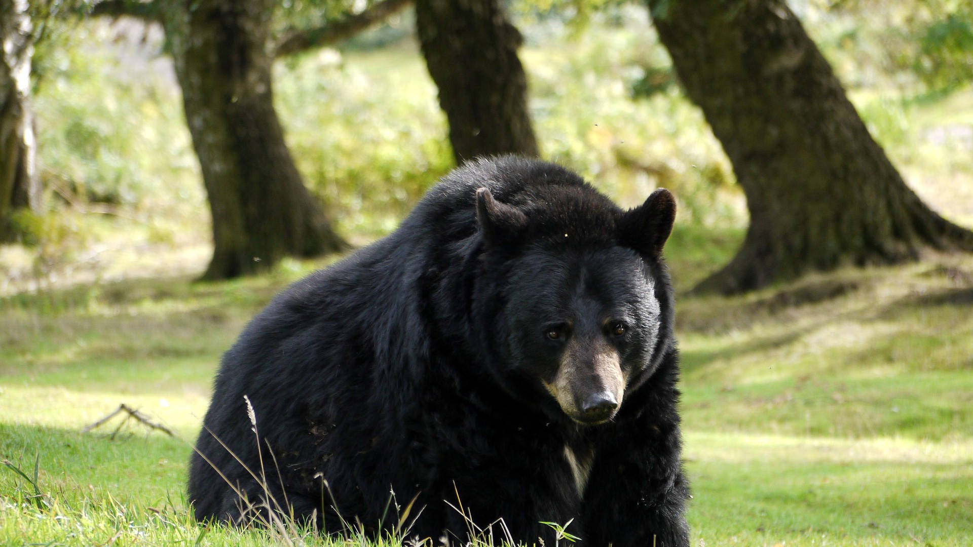 Black Bear In Natural Habitat Wallpaper