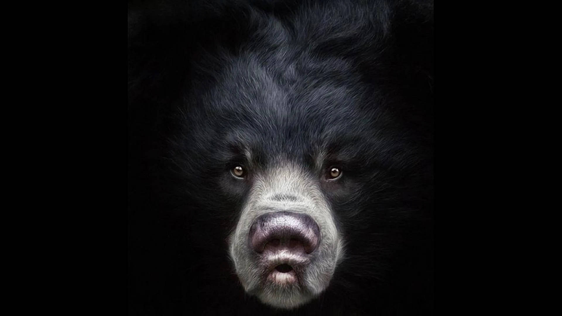 Black Bear Large Nose Portrait Wallpaper