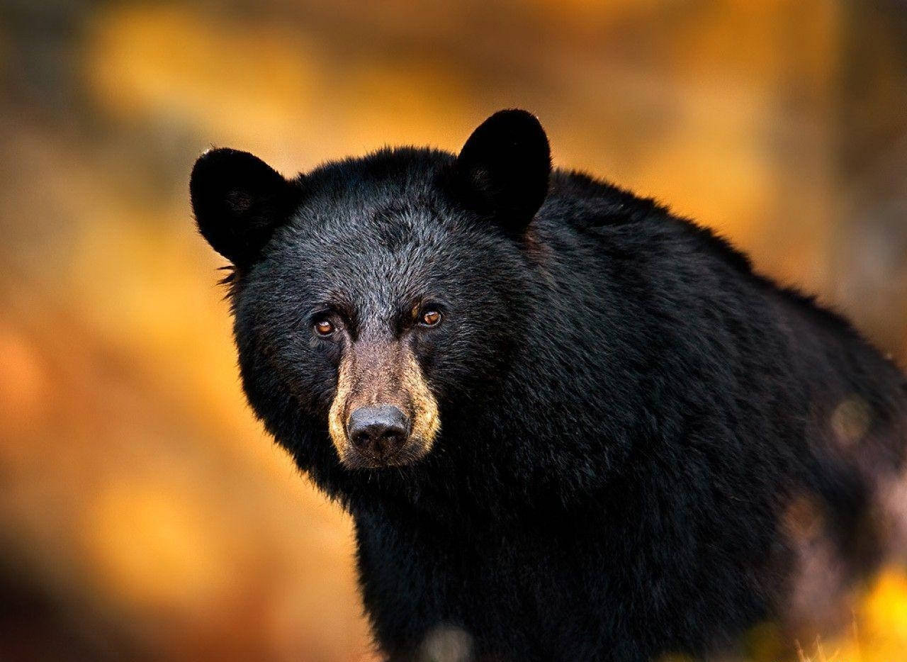Black Bear Looking Into Camera Wallpaper