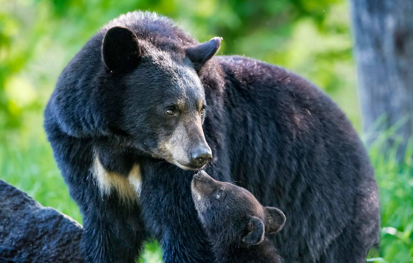 Black Bear Mother Kissing Cub Wallpaper