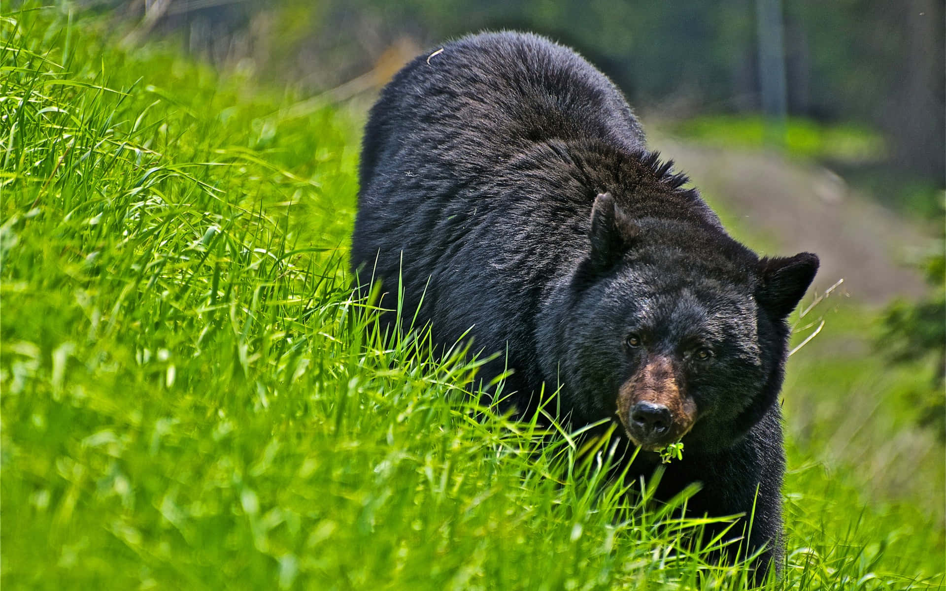 Bildeines Schwarzen Bären Auf Grünem Gras