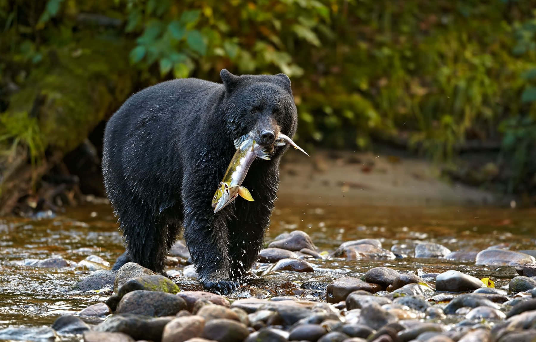 Black Bear Catching Fish Picture