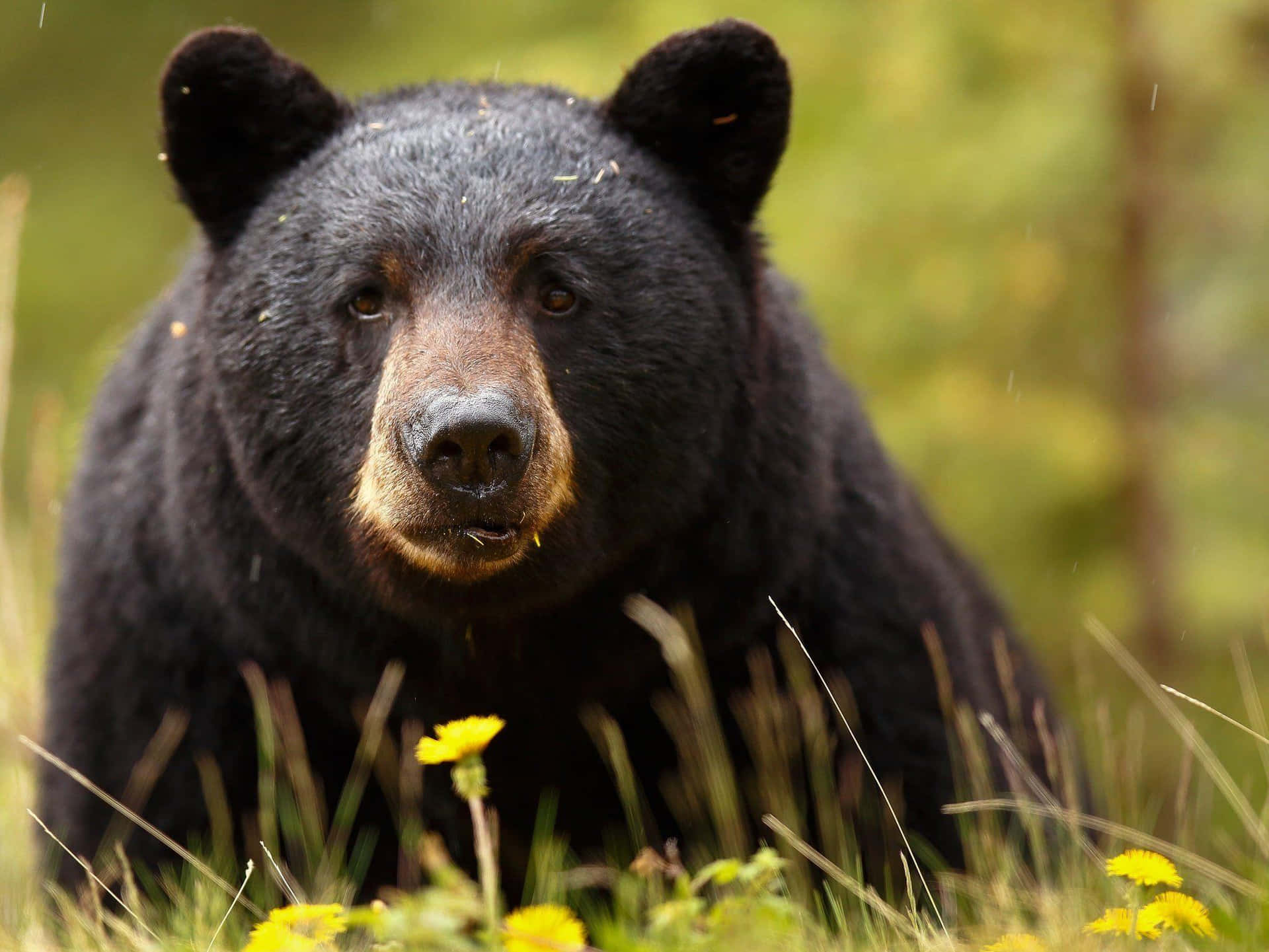 Flauschigesbild Eines Großen, Schwarzen Bären