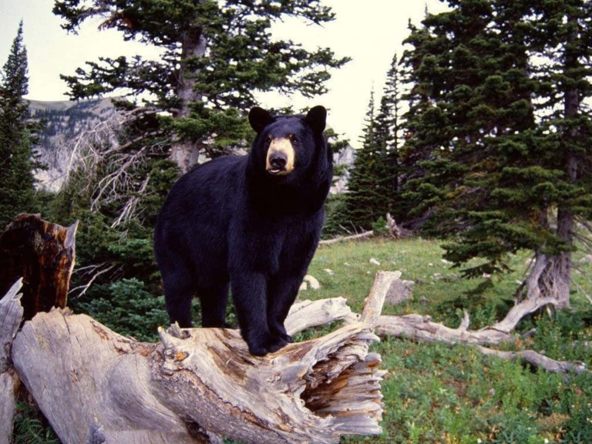 Black Bear Beautiful Nature Picture
