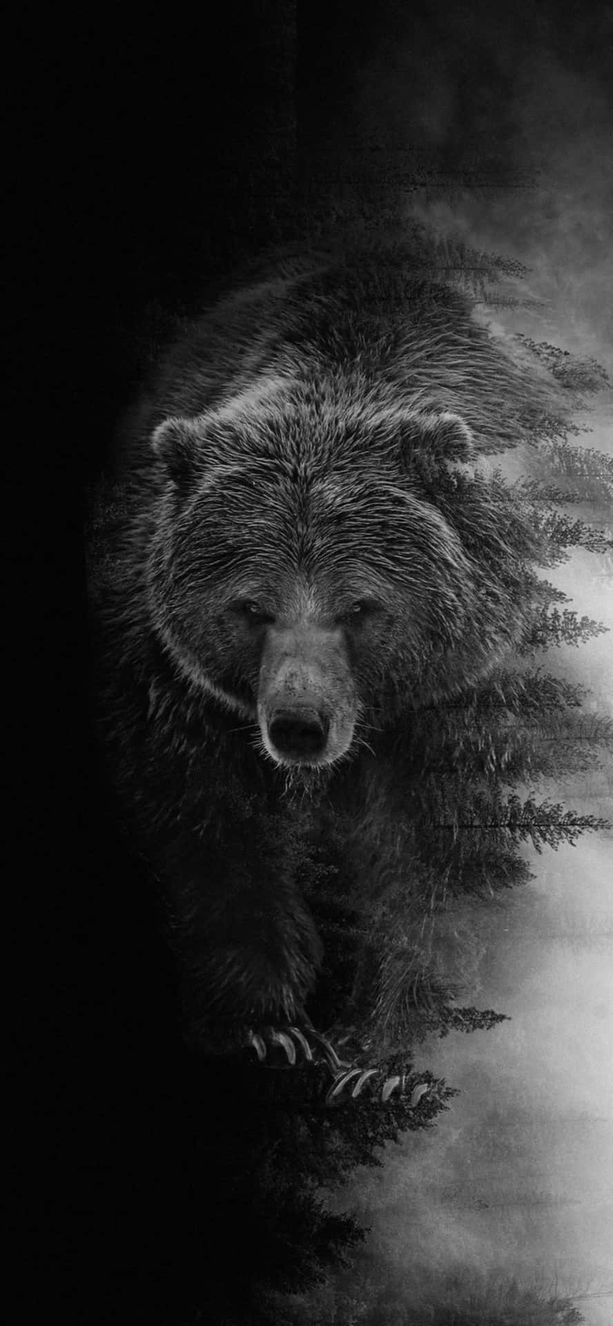 Cool Edit Black Bear Picture