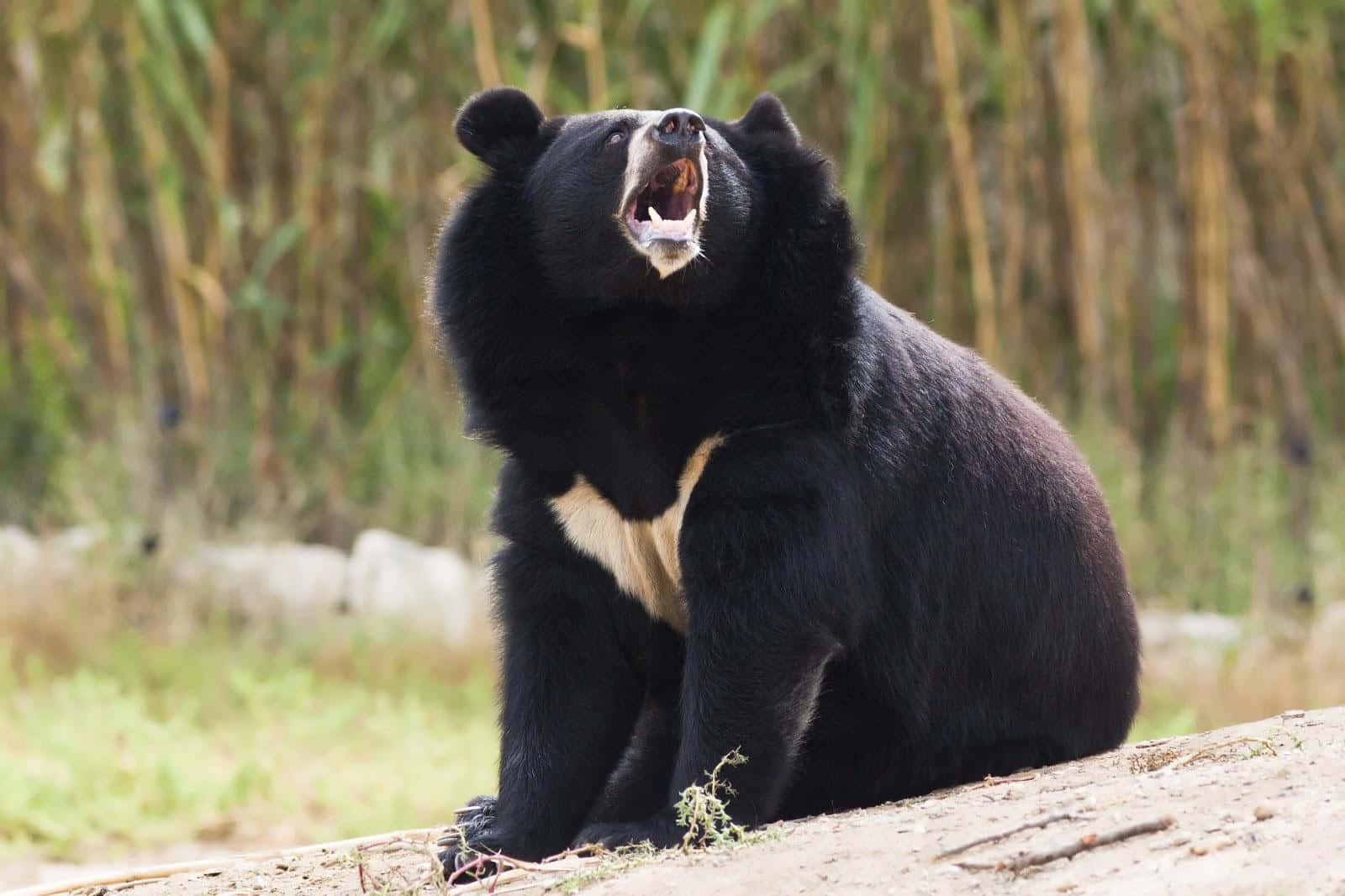 Wild Black Bear Nature Picture