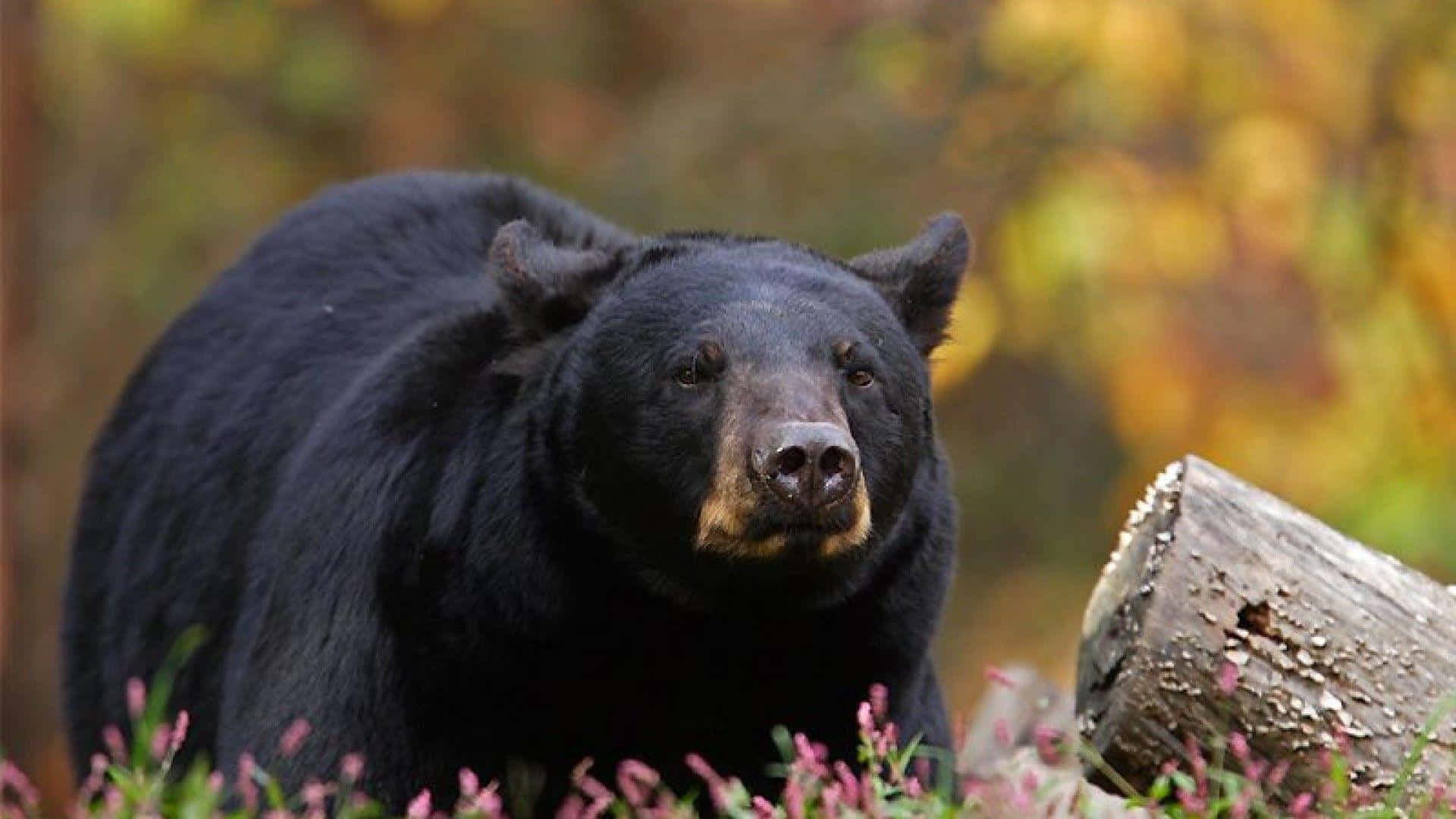 Bildeines Mürrischen Schwarzen Bären-gesichts