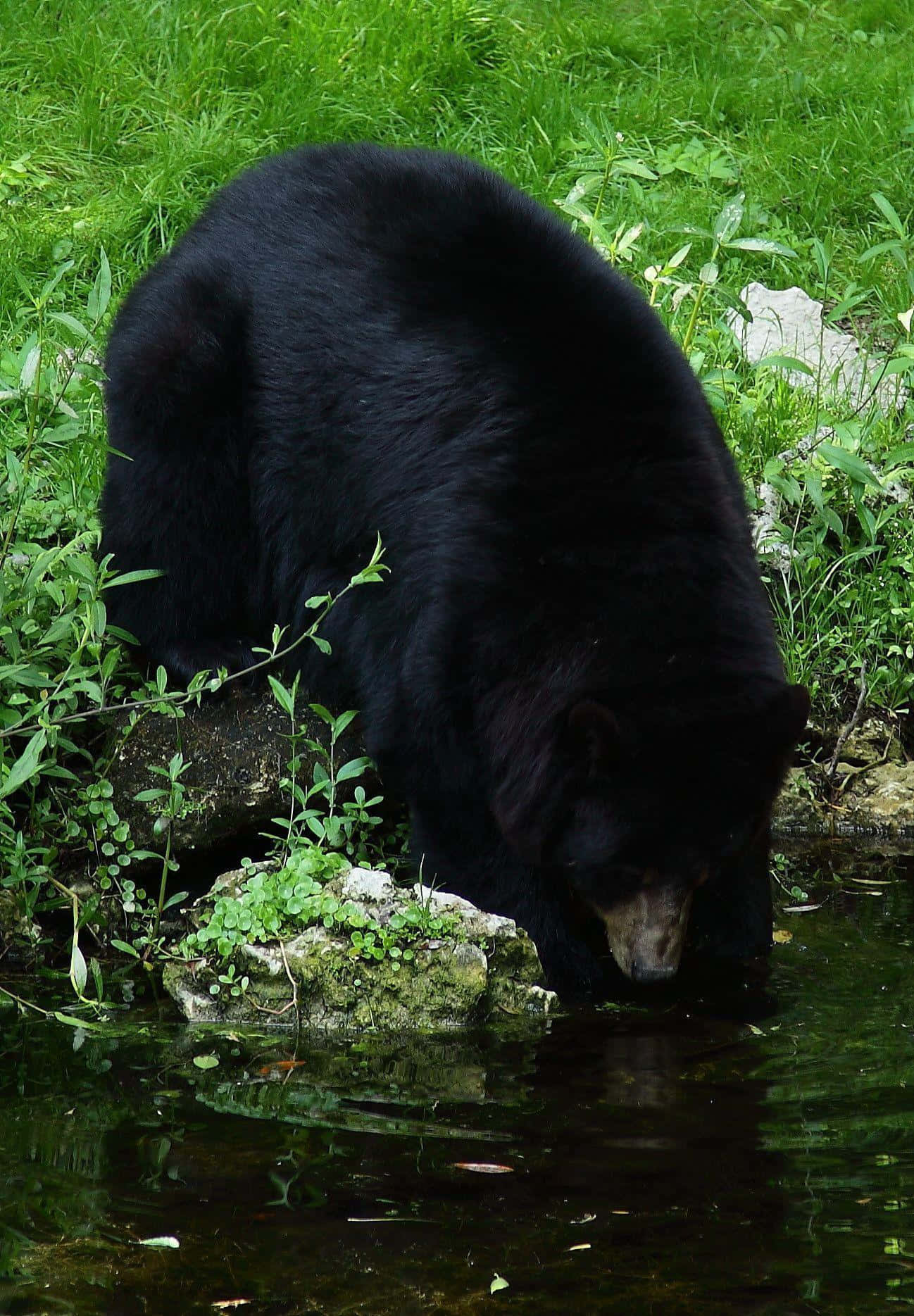 Bildeines Schwarzen Bären, Der Aus Einem Fluss Trinkt.
