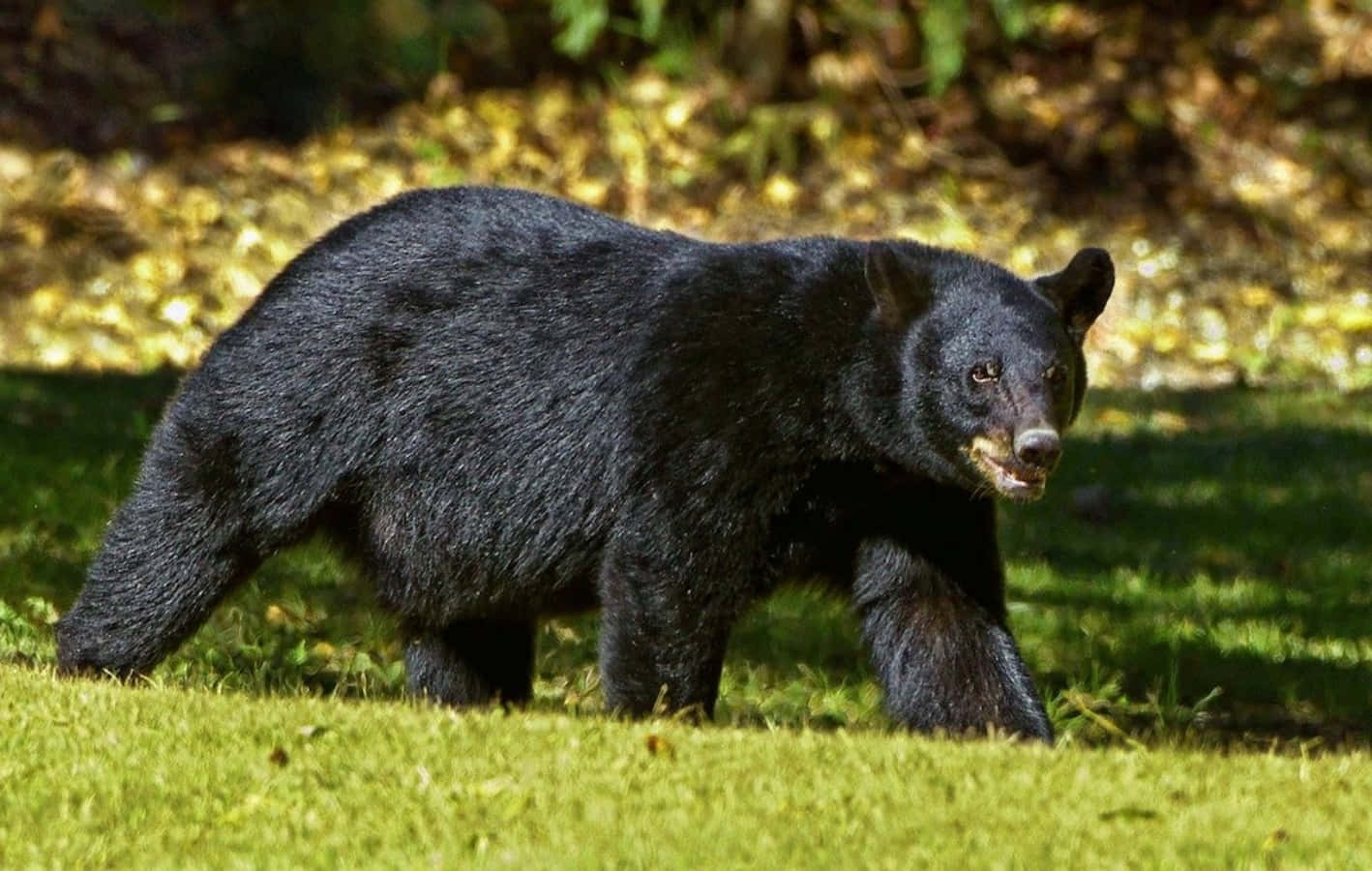 Big Walking Black Bear Picture