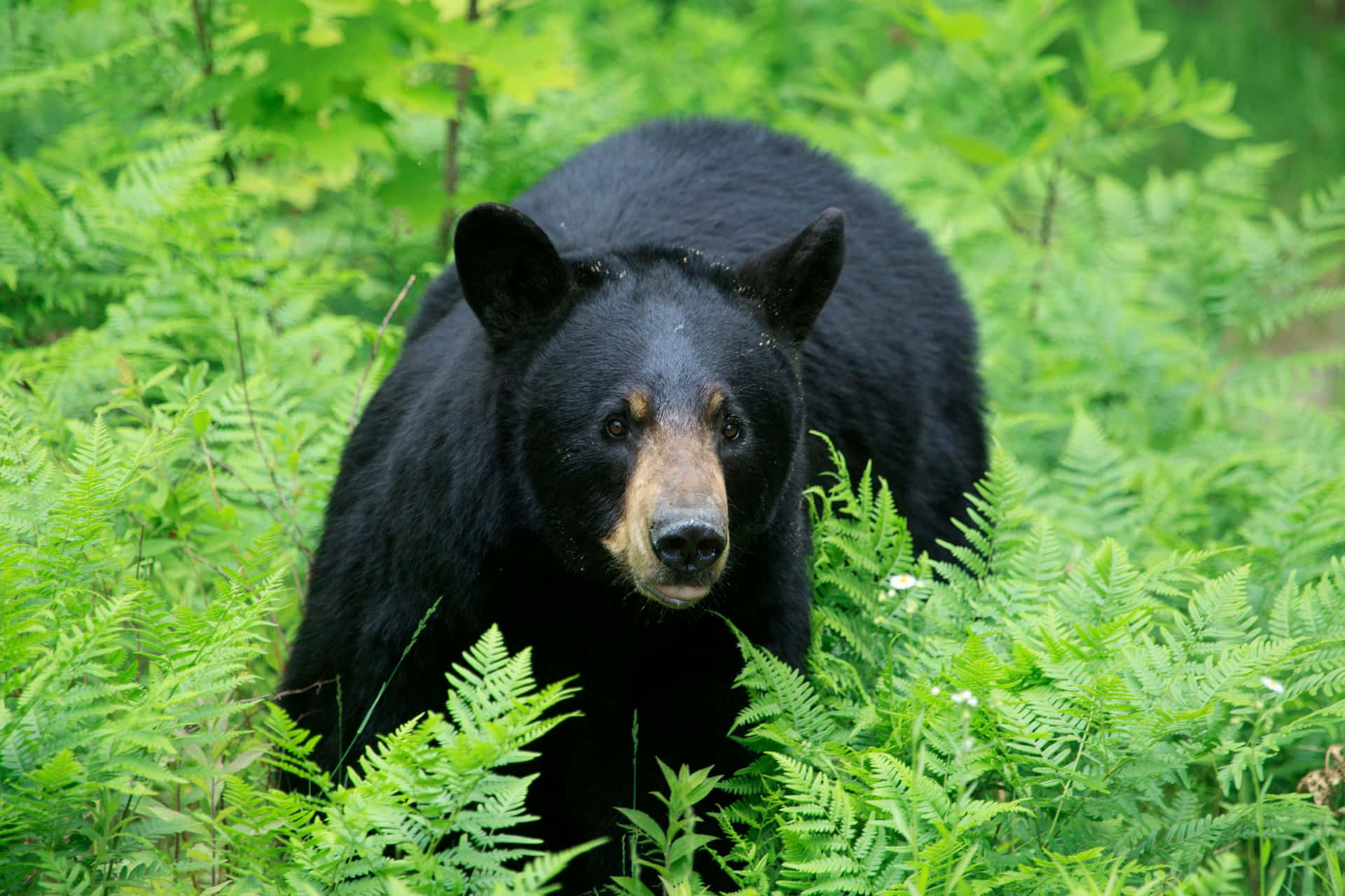 Cool Grasses Black Bear Picture