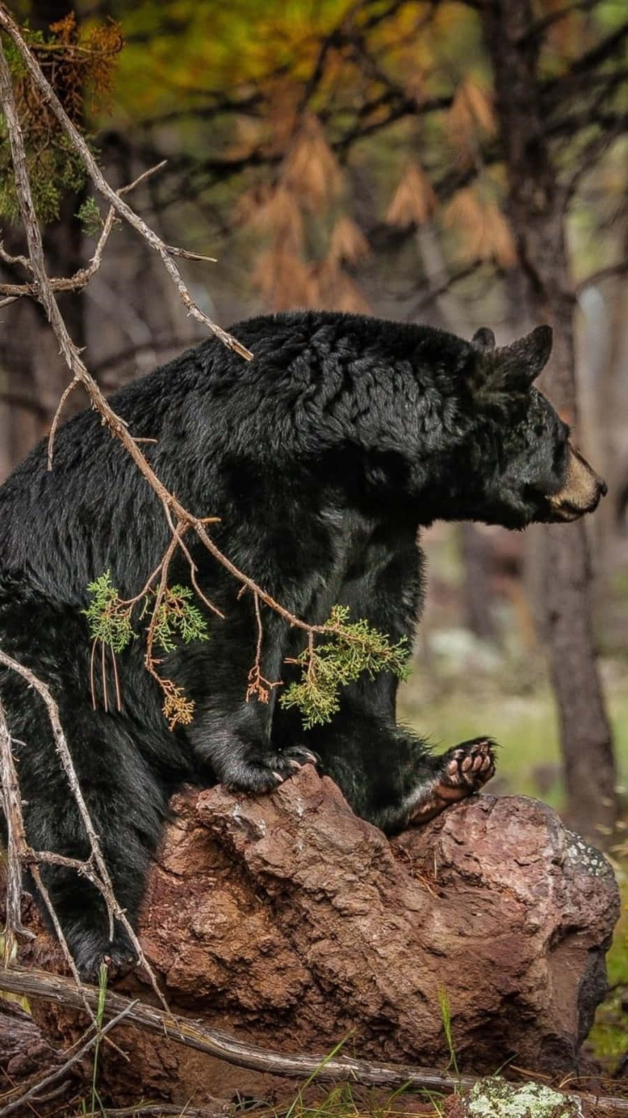 Black Bear Sitting Rock Picture