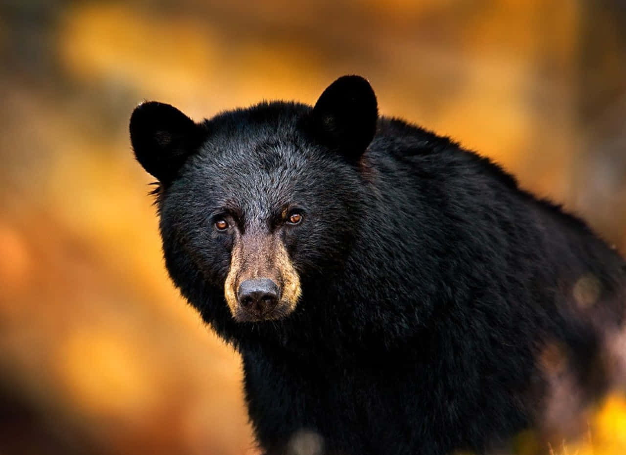 Cool Black Bear Nature Picture