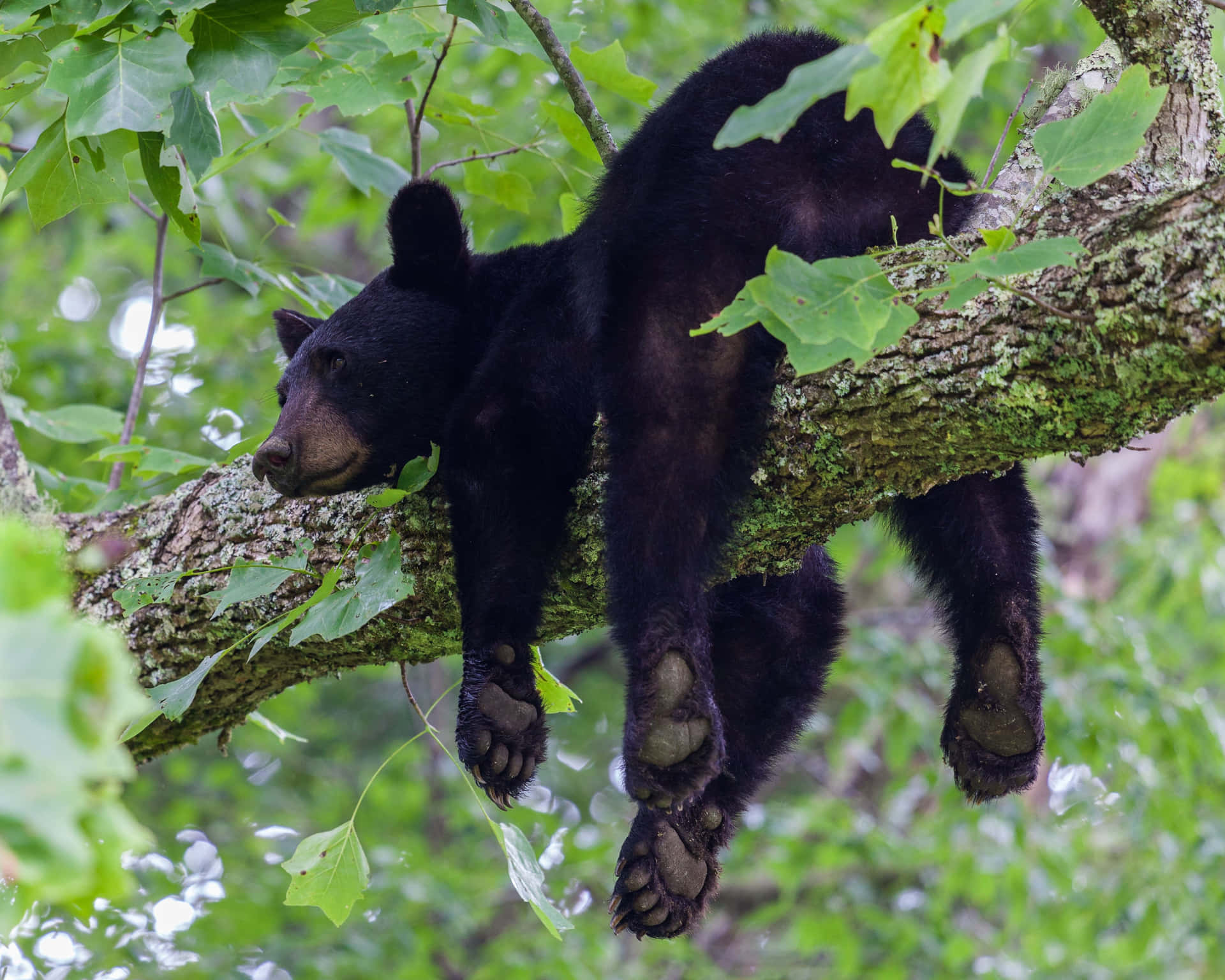 Black Bear Hanging Tree Picture