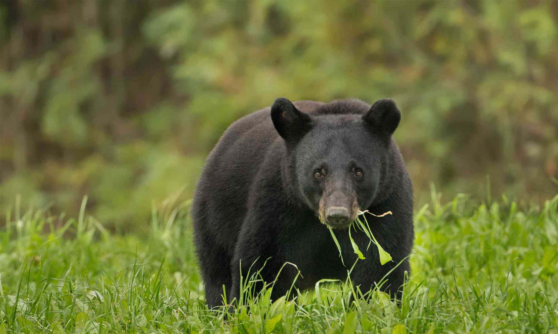 Black Bear Eating Plants Picture