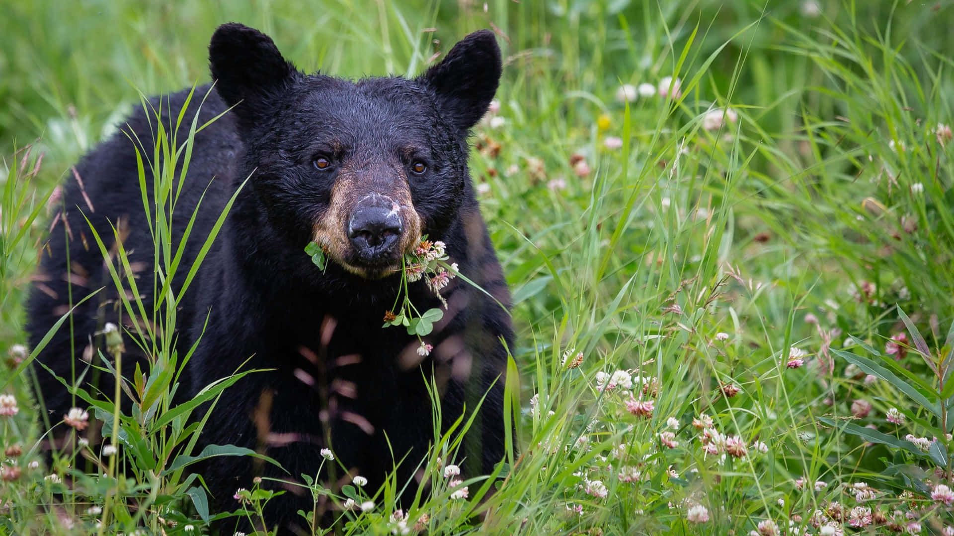 Black Bear Eating Flowers Picture