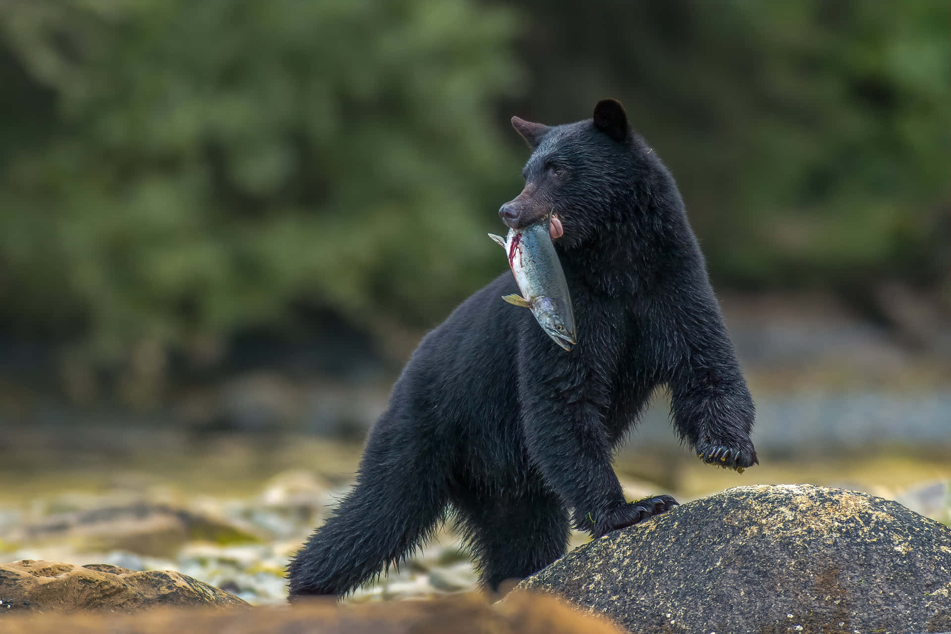 Bildvon Einem Schwarzbären Beim Fischfang
