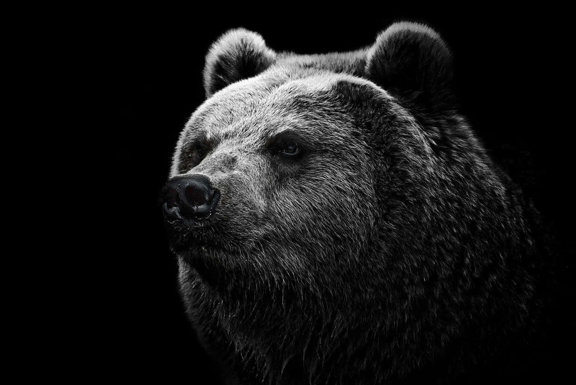 Cool Black White Bear Picture