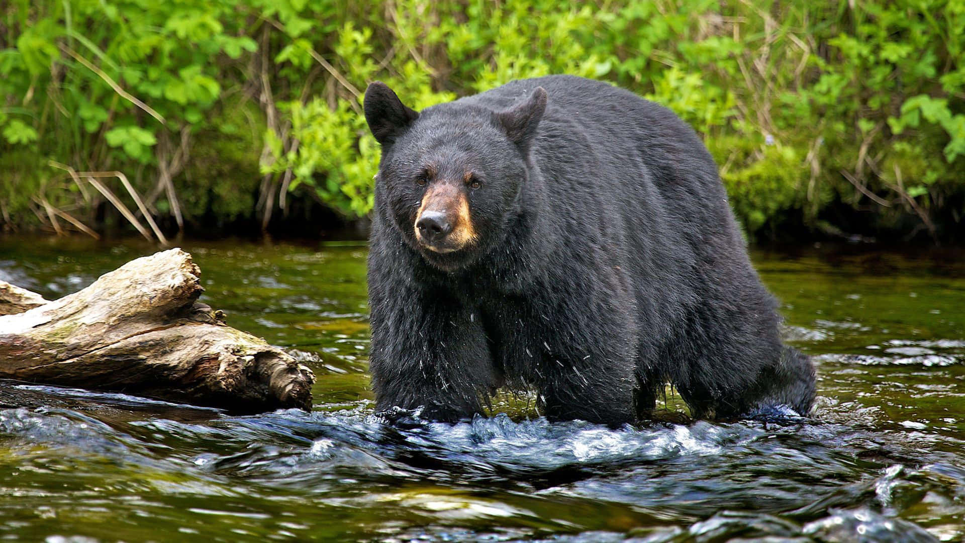 Black Bear Hunting River Picture