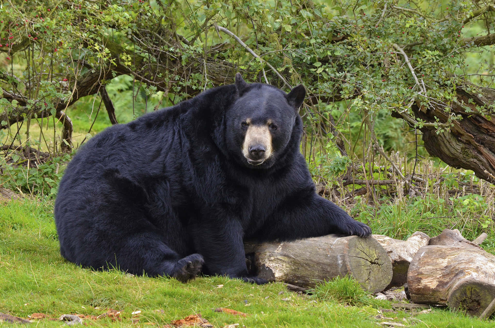 Big Black Bear Forest Picture