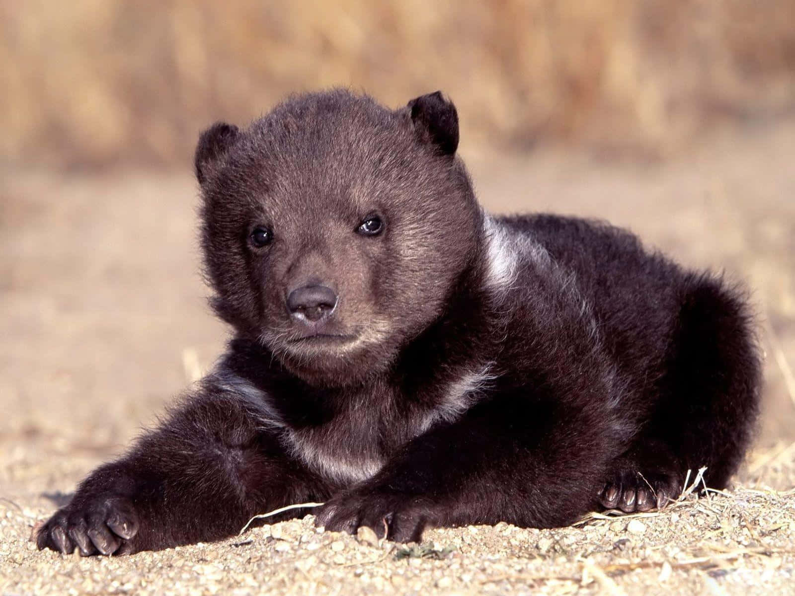 Cute Baby Black Bear Pictures