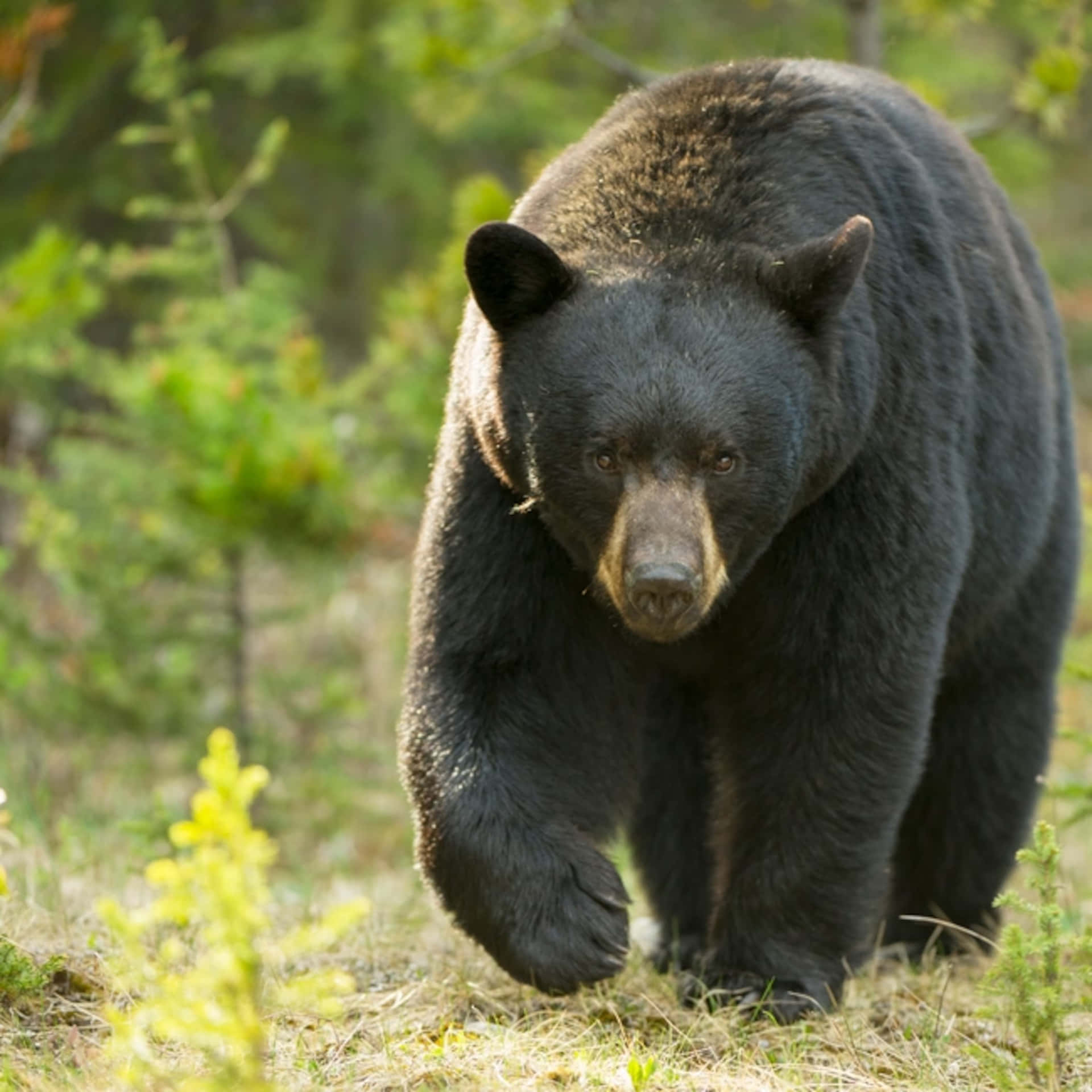 Großesbild Eines Wandernden Schwarzen Bären