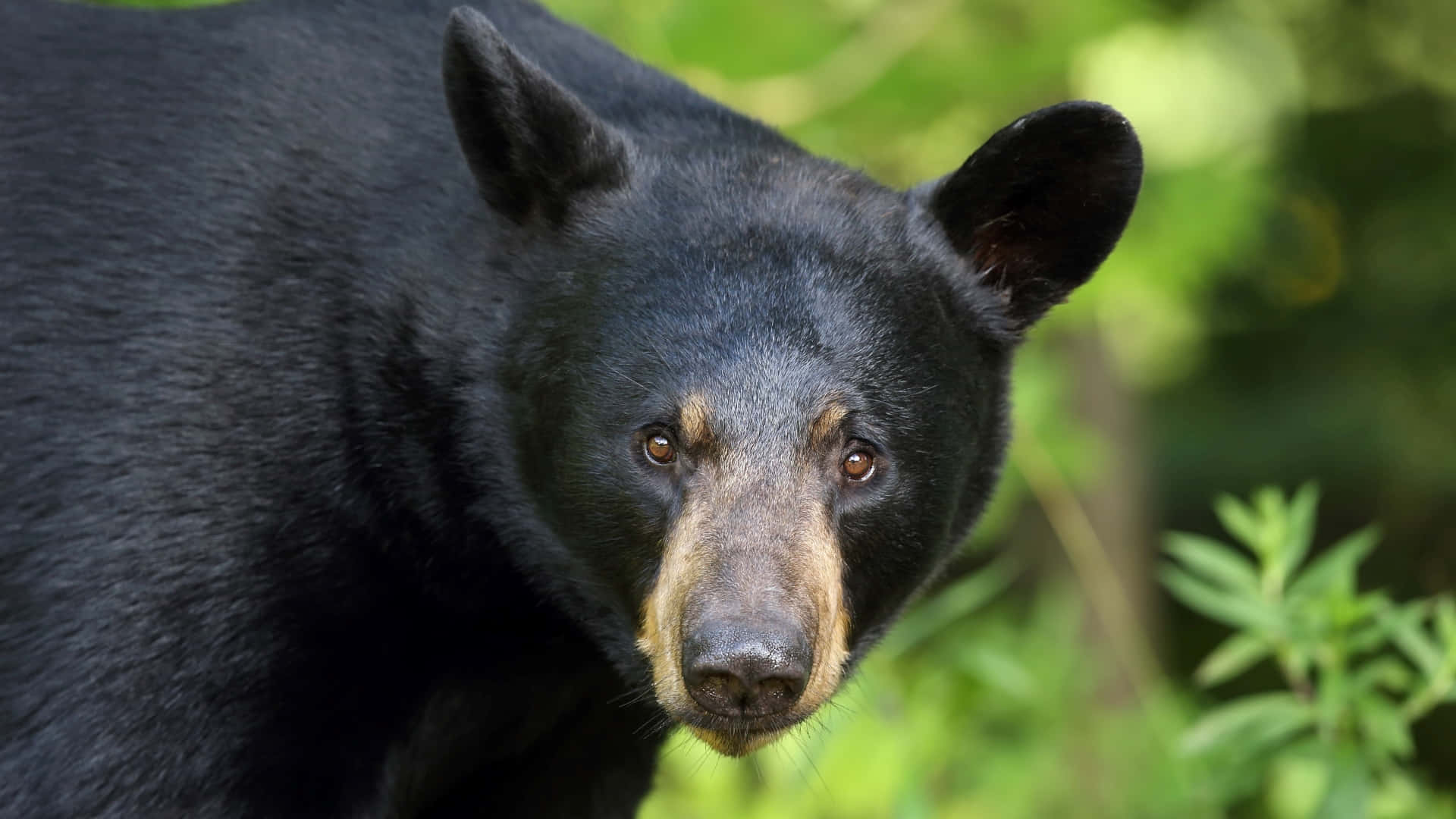 Black Bear Fierce Face Picture