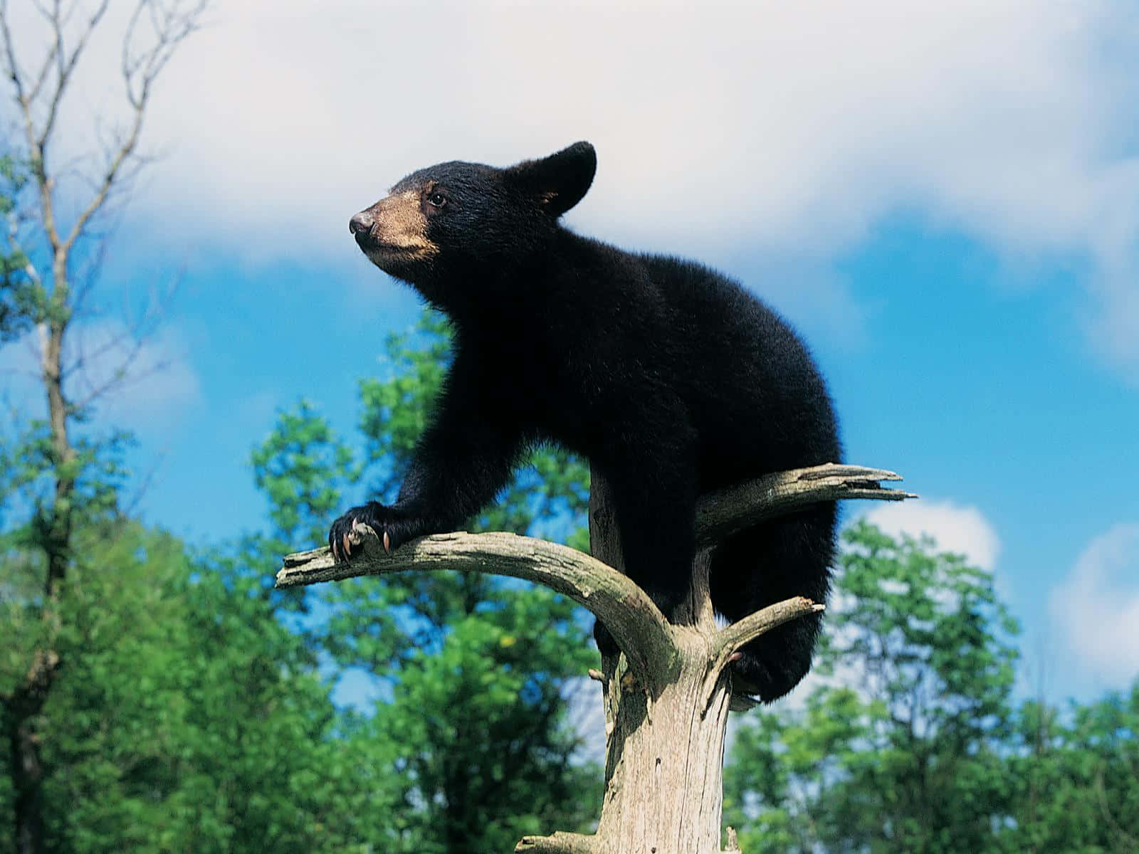 Baby træ sort bjørn billede design tapet
