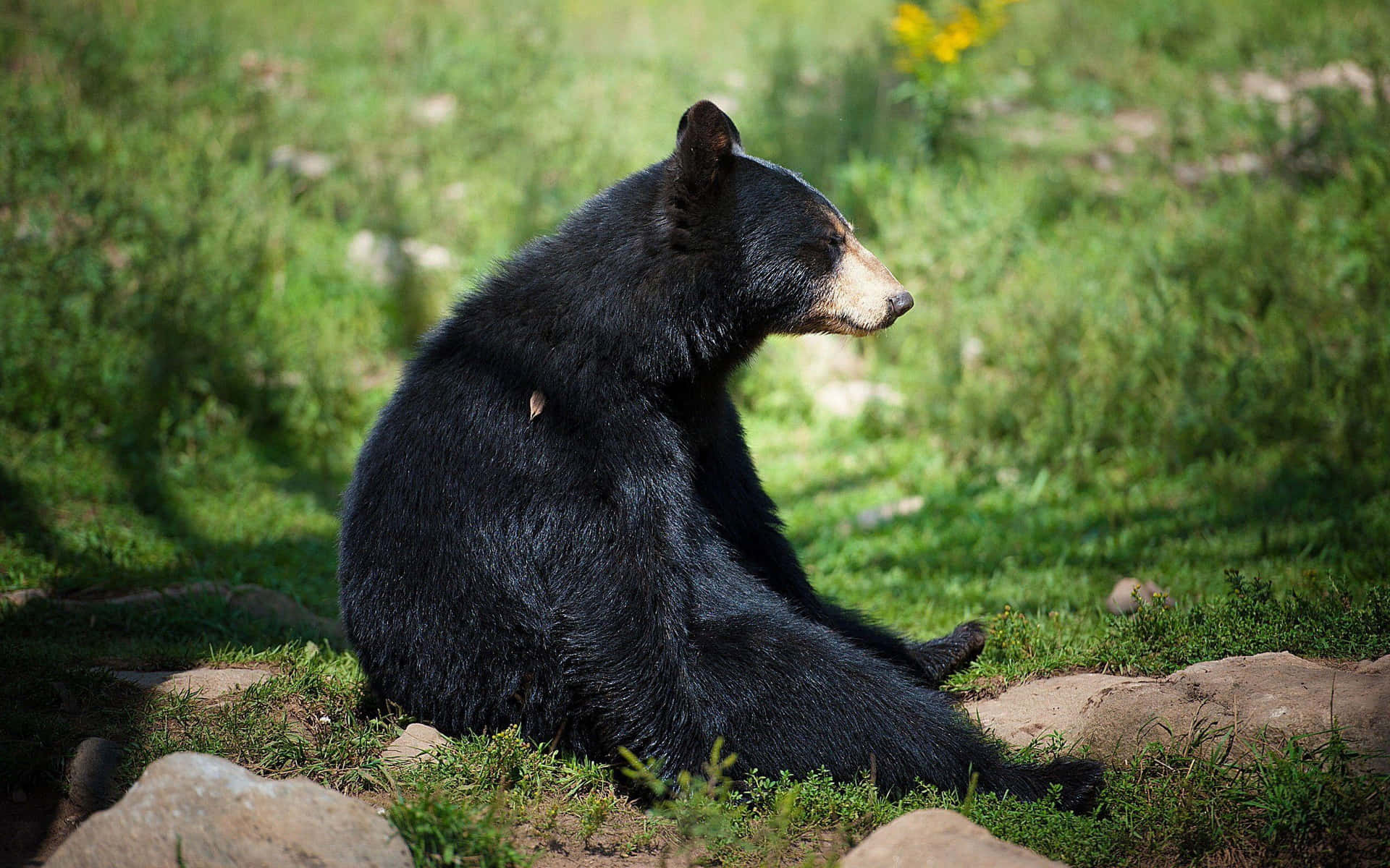 Black Bear Resting Forest Picture