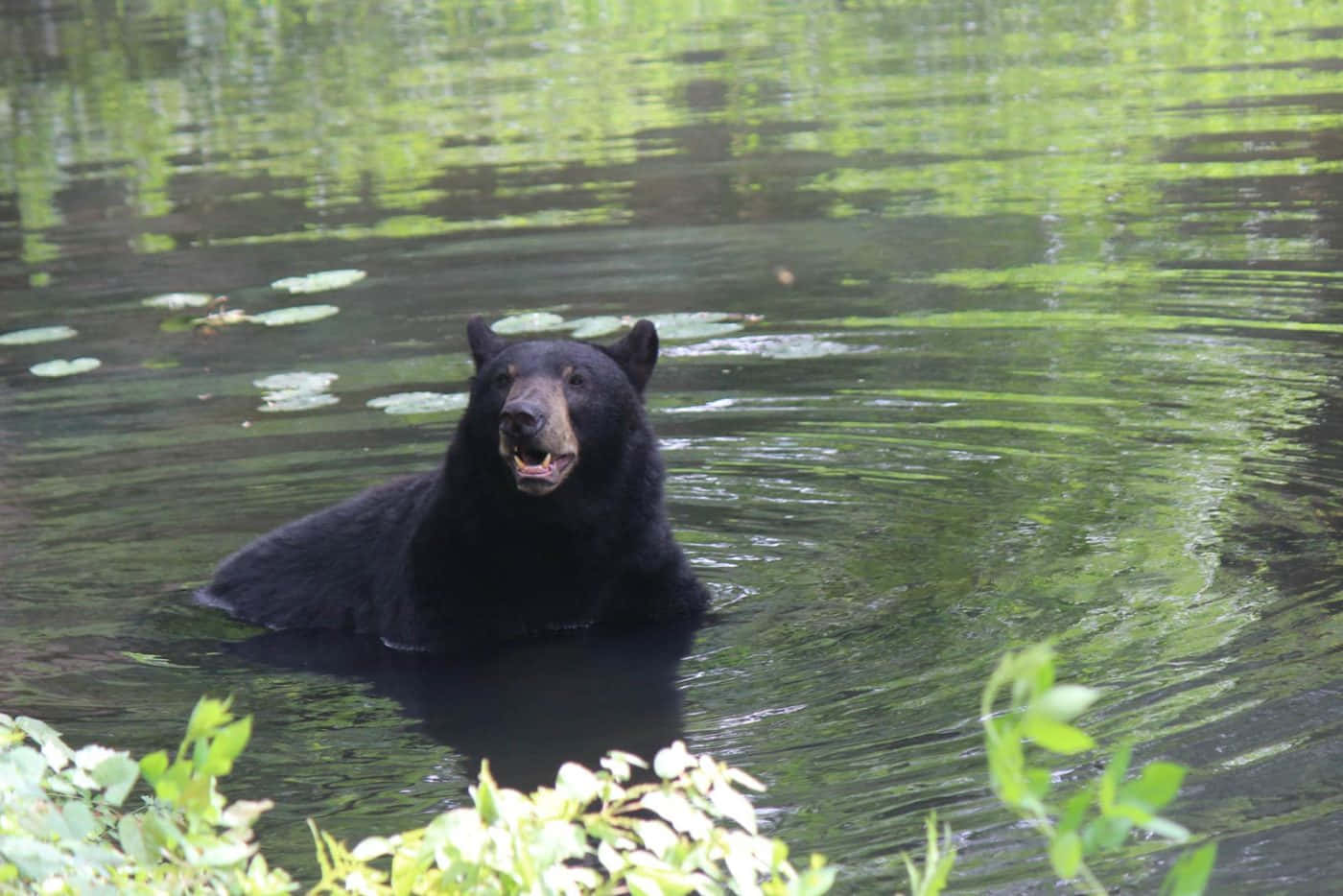 Black Bear Swimming Lake Picture