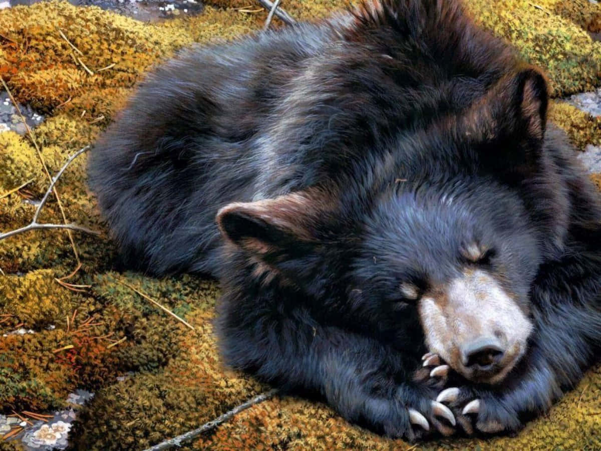 Imagemde Urso Preto Dormindo Em Seu Habitat Natural.