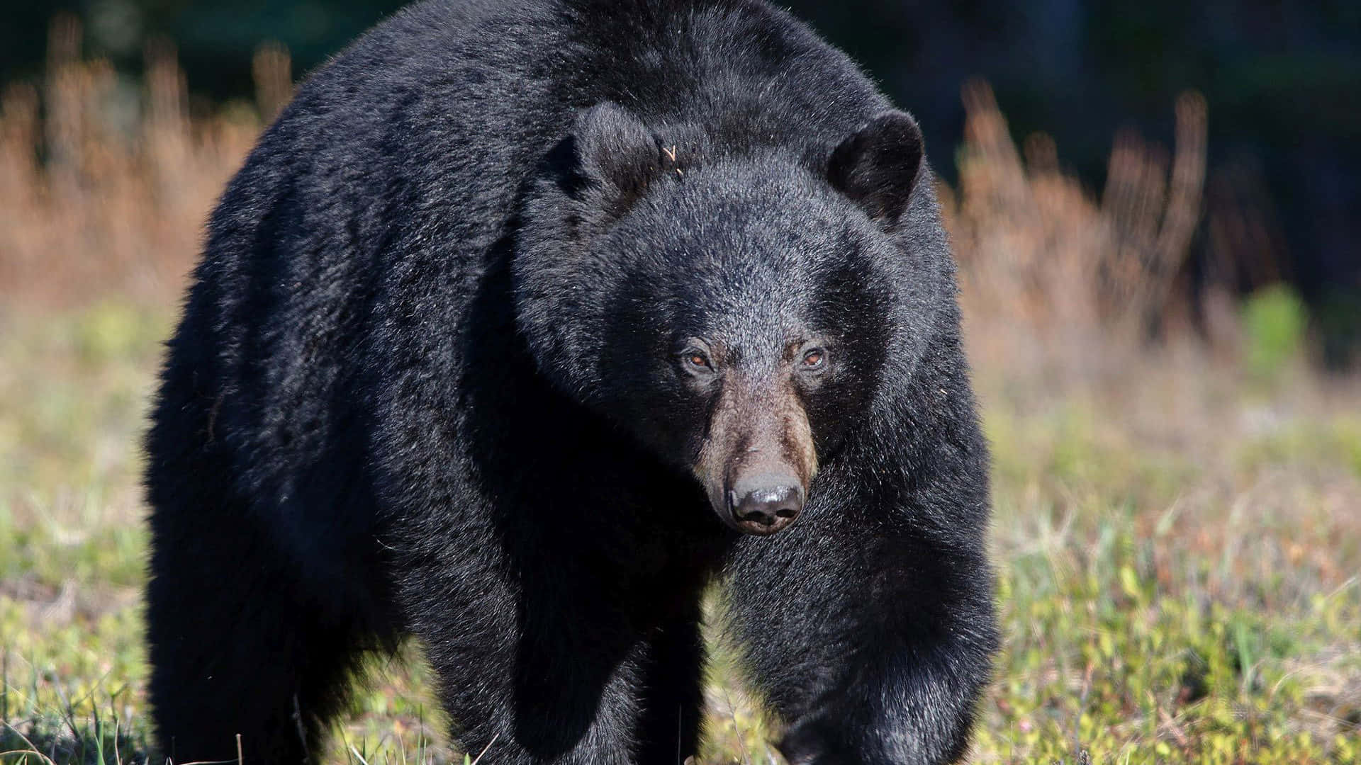 Big Wild Black Bear Picture