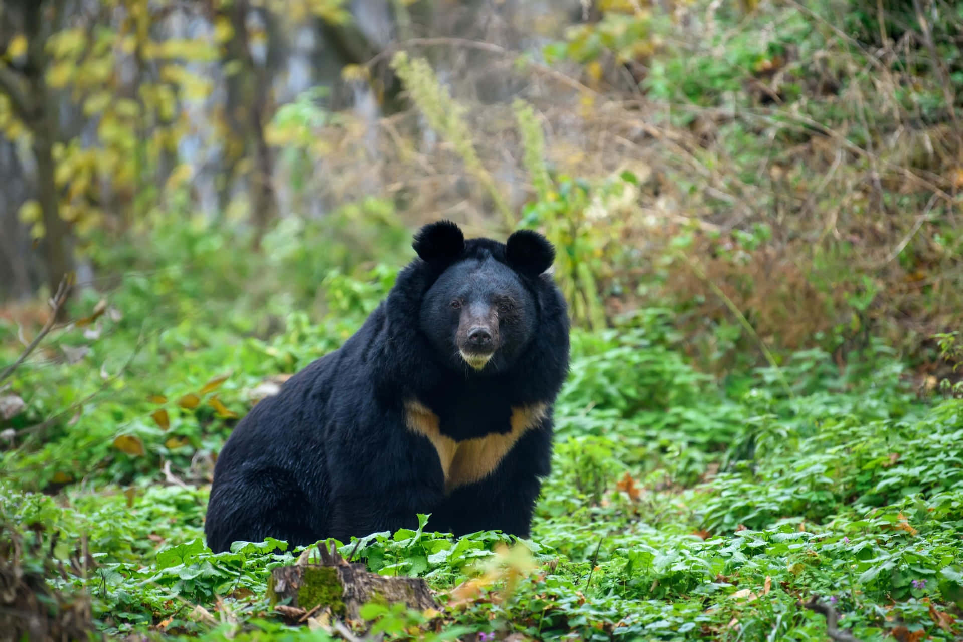 Sødt stort sort bjørnebillede