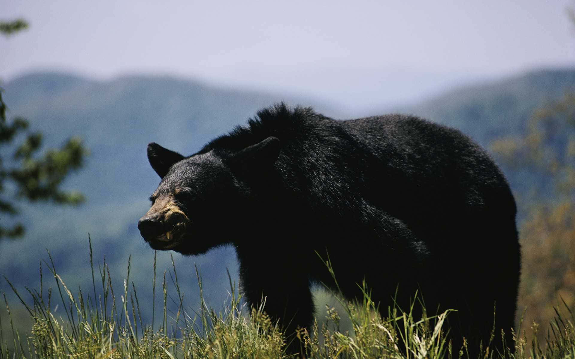 Imagemde Um Urso Preto Na Natureza Selvagem.