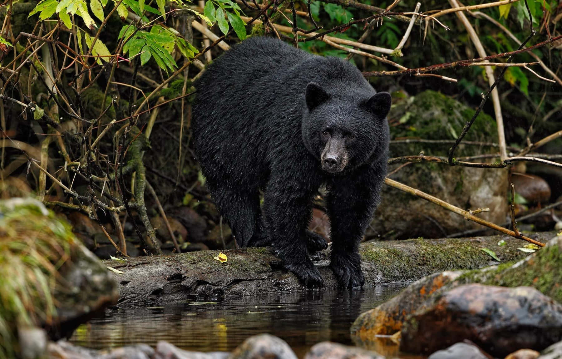 Black Bear Forest Walking Picture