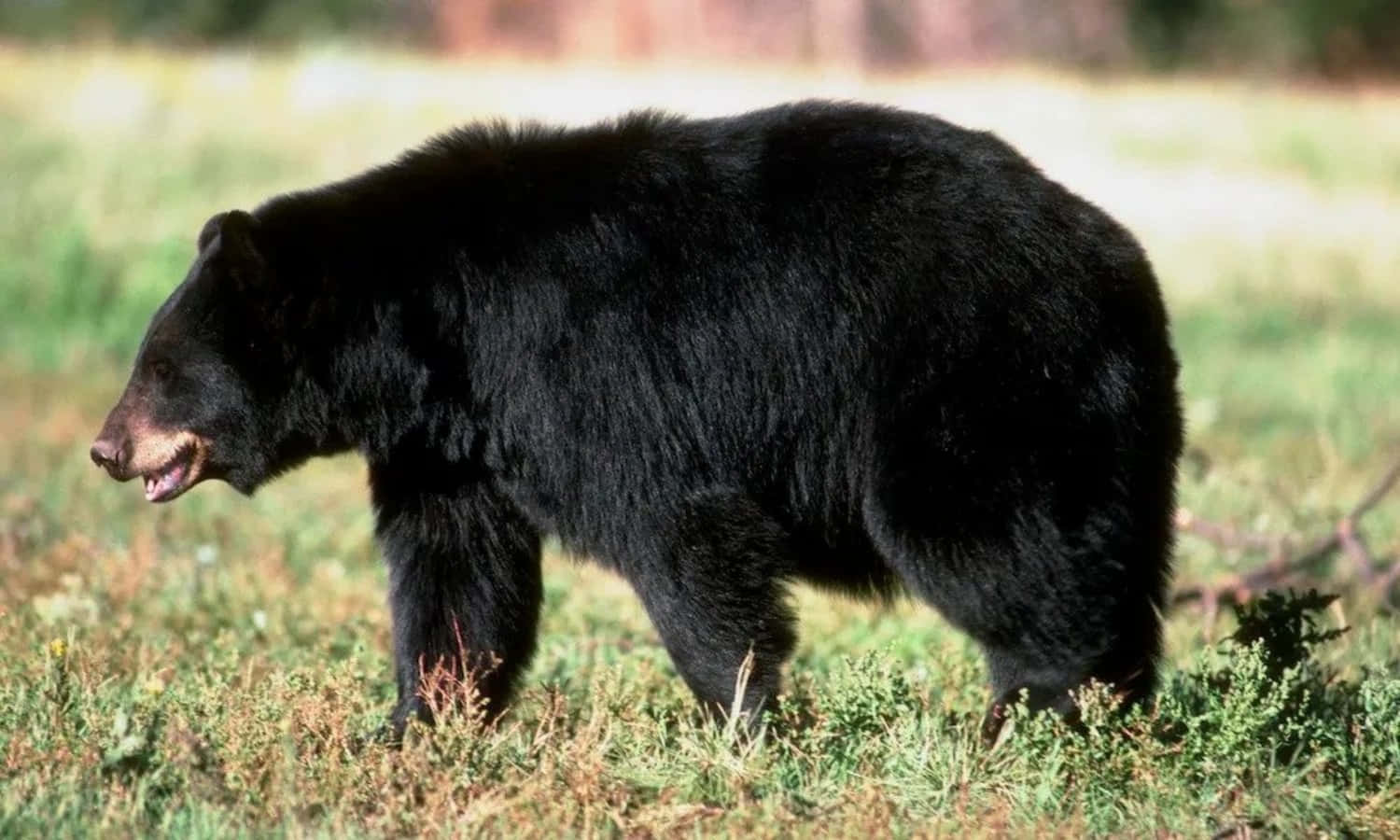 Big Fluffy Black Bear Picture
