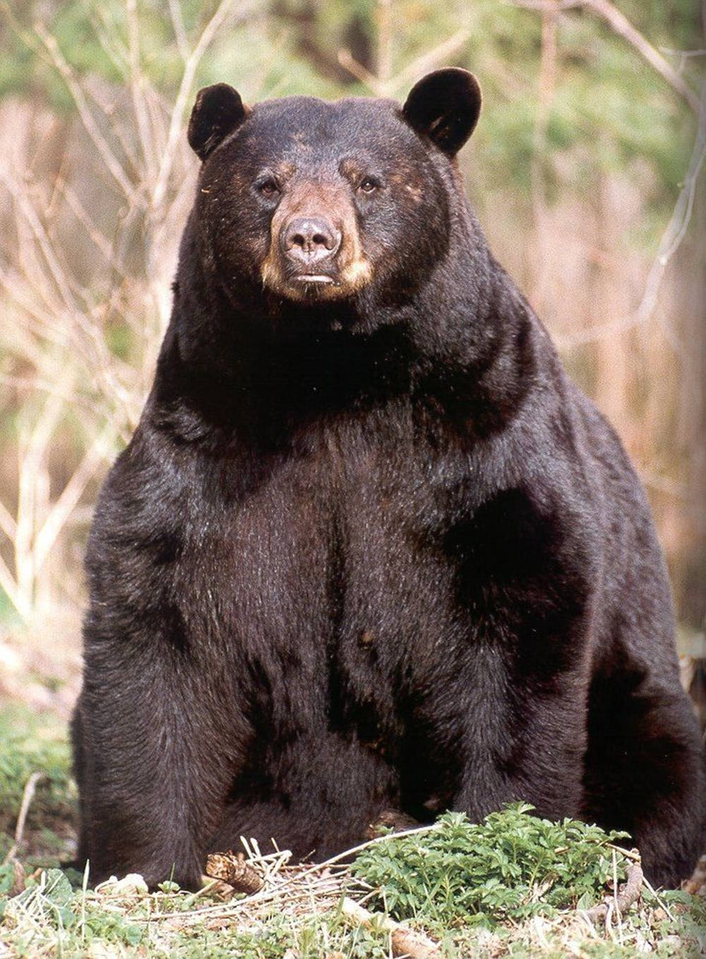 Black Bear Sitting Resolutely Wallpaper