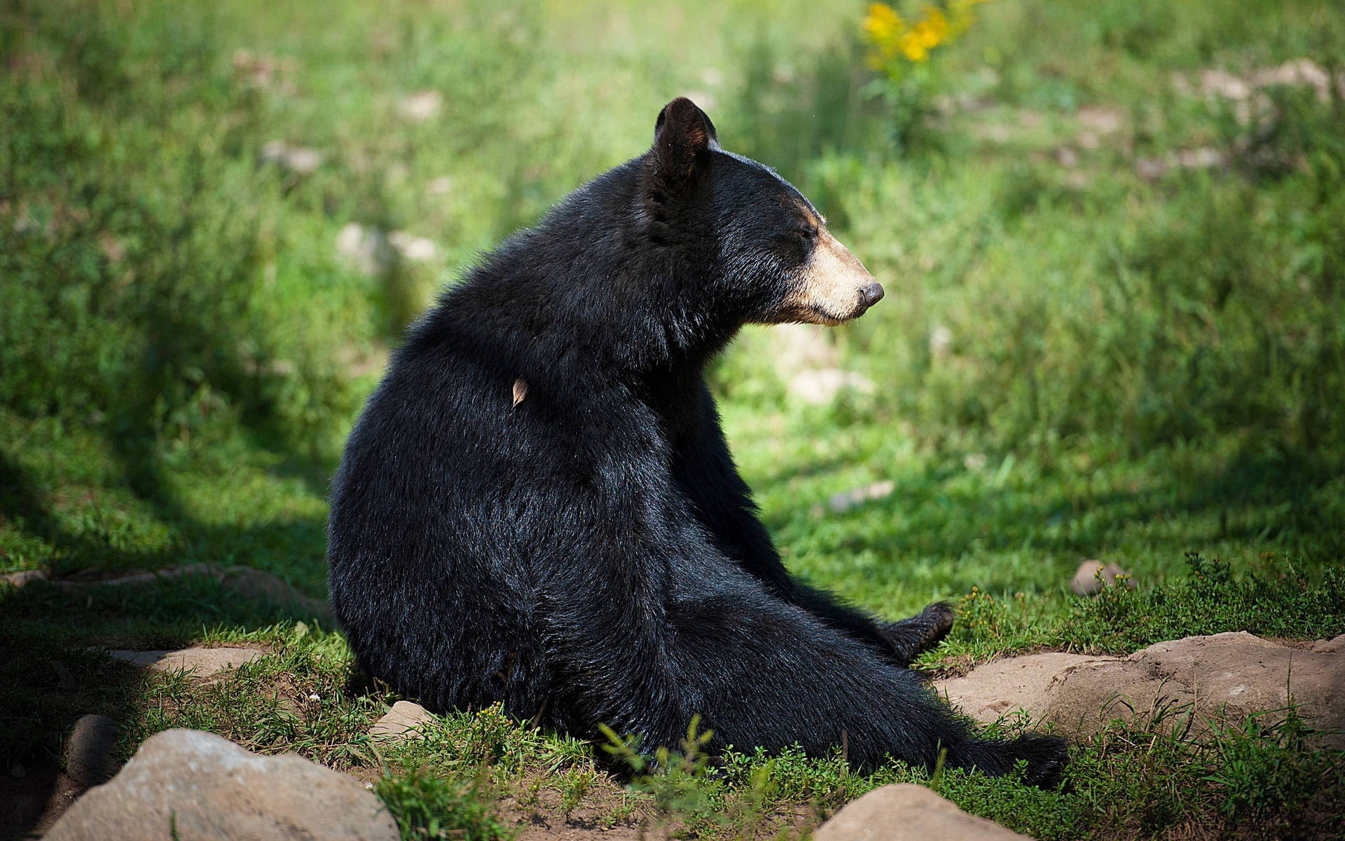 Black Bear Slouching On Grass Wallpaper