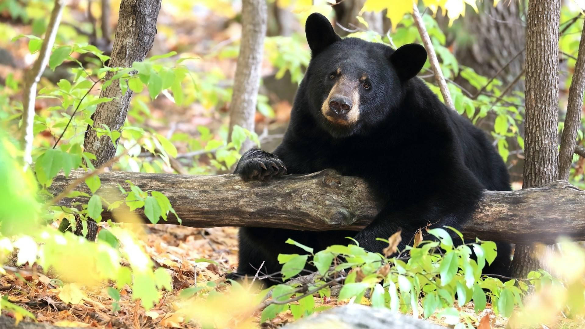 Black Bear Slouching On Tree Wallpaper