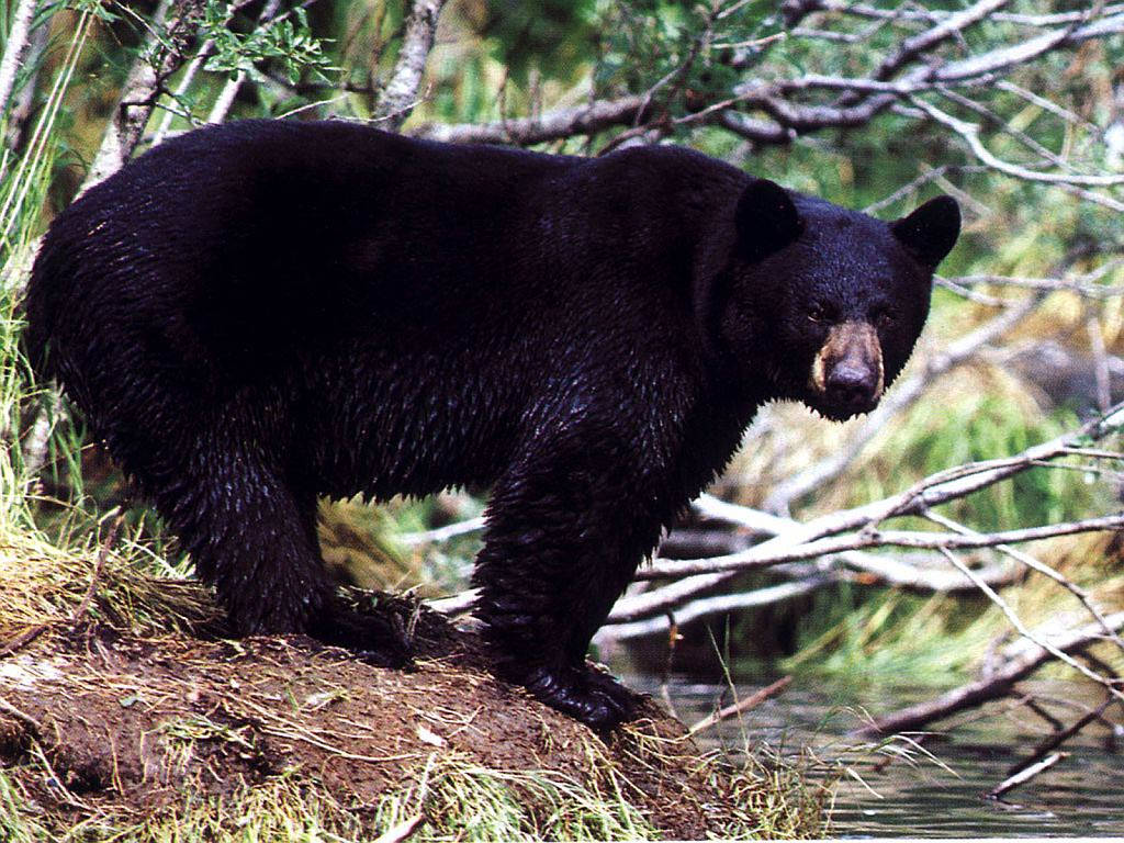 Black Bear Standing Near River Wallpaper