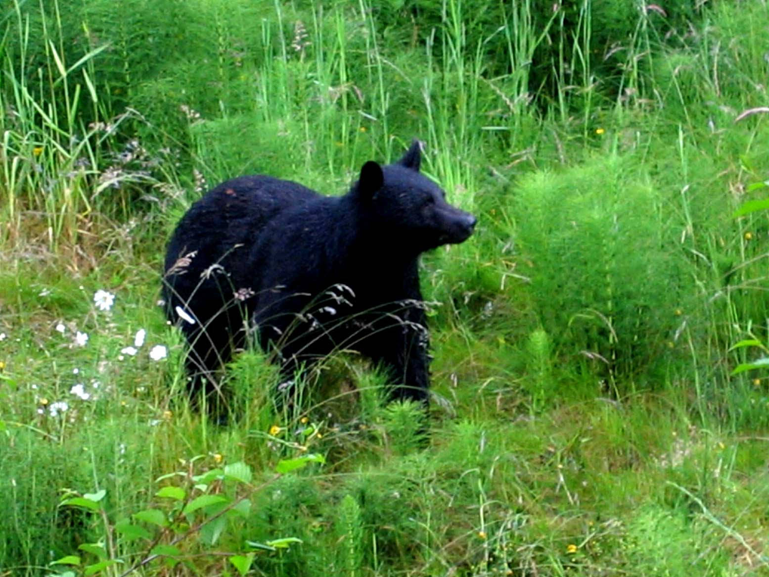 Black Bear Strolling Through Grass Wallpaper