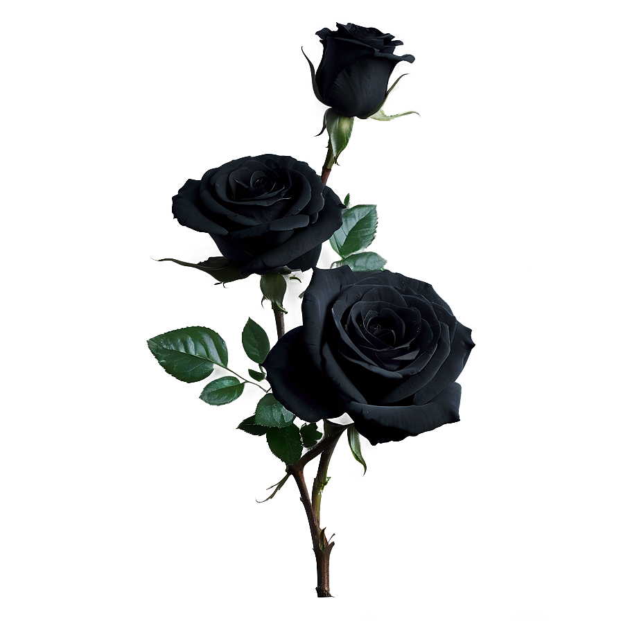 Black Beauty Roses Png Lhs PNG