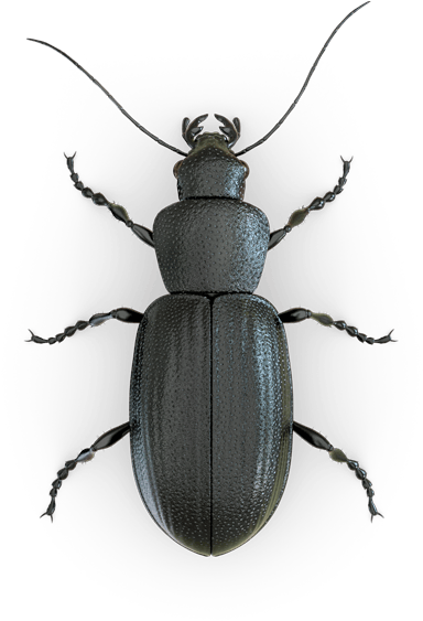 Black Beetle Dark Background PNG