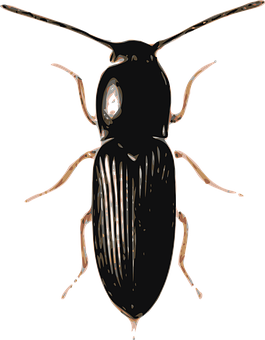 Black Beetle Illustration PNG