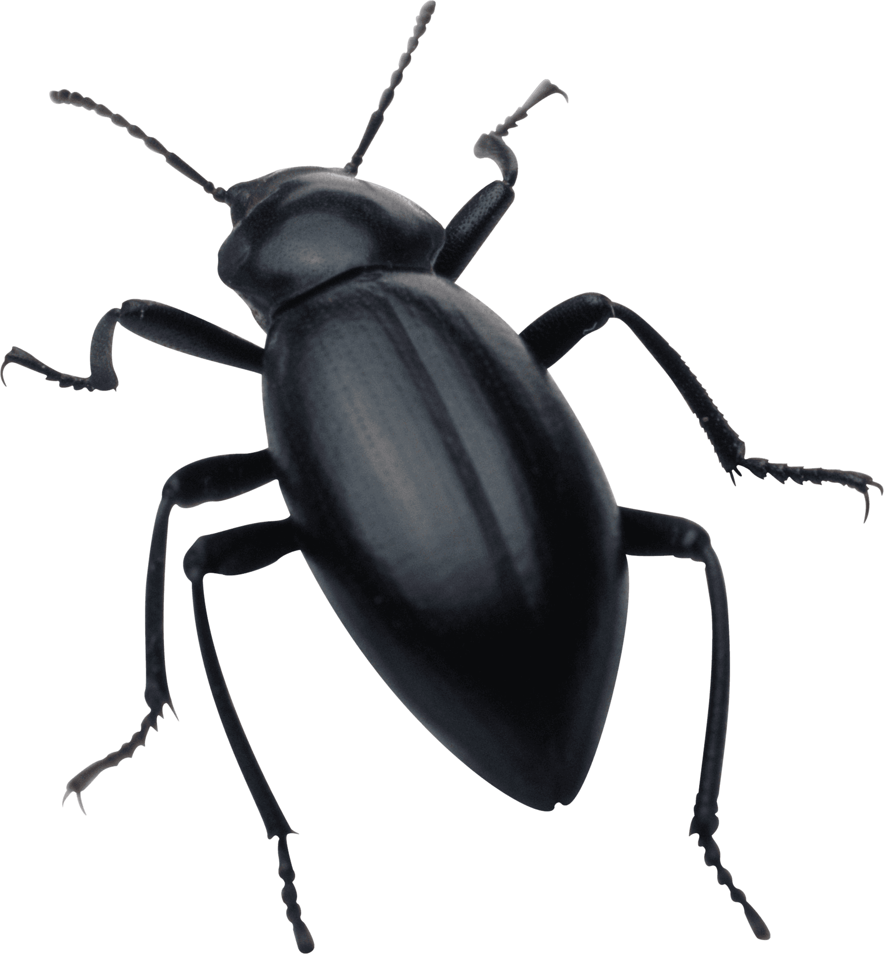 Black Beetle Isolatedon Transparent Background PNG
